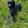 Traumhund sucht Dich