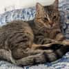Pachi Verschmuster Tiger sucht Familie
