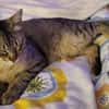 Pachi Verschmuster Tiger sucht Familie