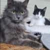 Tiki & Sophie Dreamteam sucht Familie