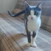 LIEKE