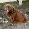 Fussel, lieber Hund sucht neues Zuhause