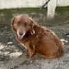 Fussel, lieber Hund sucht neues Zuhause