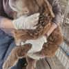 Fussel, lieber Hund sucht neues Zuhause