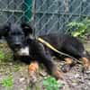 Chasper - junger Hundebub sucht ein liebevolles Zuhause