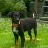 Chasper - junger Hundebub sucht ein liebevolles Zuhause