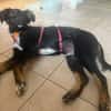 Chasper - junger Hundebub sucht ein liebevolles Zuhause