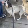 Dalia, Hunde-Omi sucht neues Zuhause