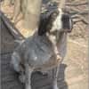 Dalia, Hunde-Omi sucht neues Zuhause