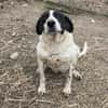 Dalia, Hunde-Omi sucht neues Zuhause