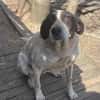 Dalia, Hunde-Omi sucht neues Zuhause