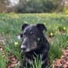 Mowgli - Treuer Schatten