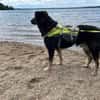 Mowgli - Treuer Schatten