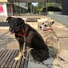 Mowgli - Treuer Schatten