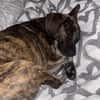 Romy sucht ihren Kuschelplatz