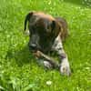 Romy sucht ihren Kuschelplatz