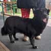 Nero, Junghund sucht neue Familie