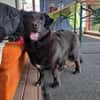 Nero, Junghund sucht neue Familie