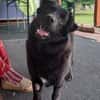 Nero, Junghund sucht neue Familie