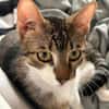 Pandi  verschmuster junger Kater sucht