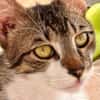 Pandi  verschmuster junger Kater sucht