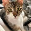 Pandi  verschmuster junger Kater sucht