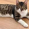 Pandi  verschmuster junger Kater sucht