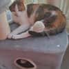 Luna W~ 1,5 Jahre sucht ihren Menschen