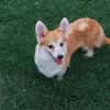 Emma, Welsh Corgi Pembroke Hündin