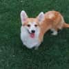 Emma, Welsh Corgi Pembroke Hündin