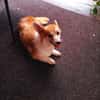 Emma, Welsh Corgi Pembroke Hündin