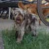 Todor,freundlicher Lagotto Rüde geb.2023