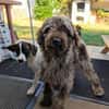 Todor,freundlicher Lagotto Rüde geb.2023