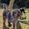 Todor,freundlicher Lagotto Rüde geb.2023