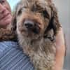 Todor,freundlicher Lagotto Rüde geb.2023