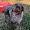 Todor,freundlicher Lagotto Rüde geb.2023