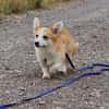 Karsci, fröhlicher Welsh Corgi Rüde