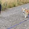 Karsci, fröhlicher Welsh Corgi Rüde