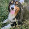 Virag,hübsche Australian Shepherd Hündin