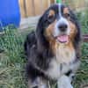 Virag,hübsche Australian Shepherd Hündin