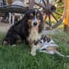 Virag,hübsche Australian Shepherd Hündin