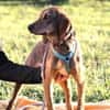 Cookie - kleine Spürnase sucht Zuhause