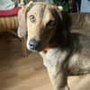Cookie - kleine Spürnase sucht Zuhause