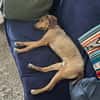 Cookie - kleine Spürnase sucht Zuhause
