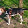 SANGLIER