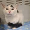 MINOU