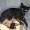 BASTET