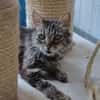Lys (en cours d'adoption)