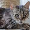 Lys (en cours d'adoption)