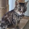 Lys (en cours d'adoption)
